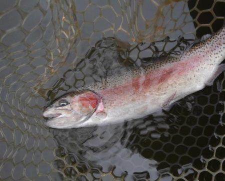 大安トラウトレイク 釣果